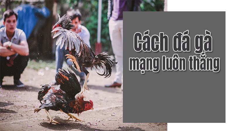 Cách đá gà mạng luôn thắng có thực sự đáng tin?