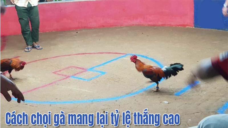 Bí kíp chọi gà mang lại tỷ lệ thắng cao