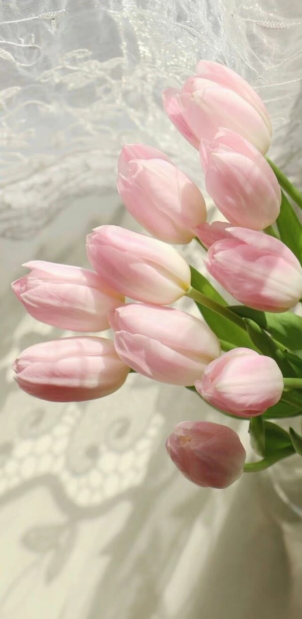 hình nền hoa tulip 7