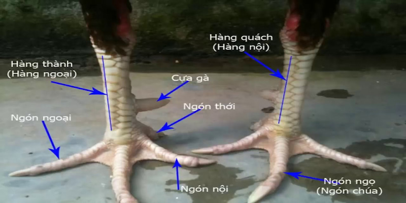 Vảy gà tam tài luôn là nét đặc trưng thu hút sự chú ý của các chiến sư kê