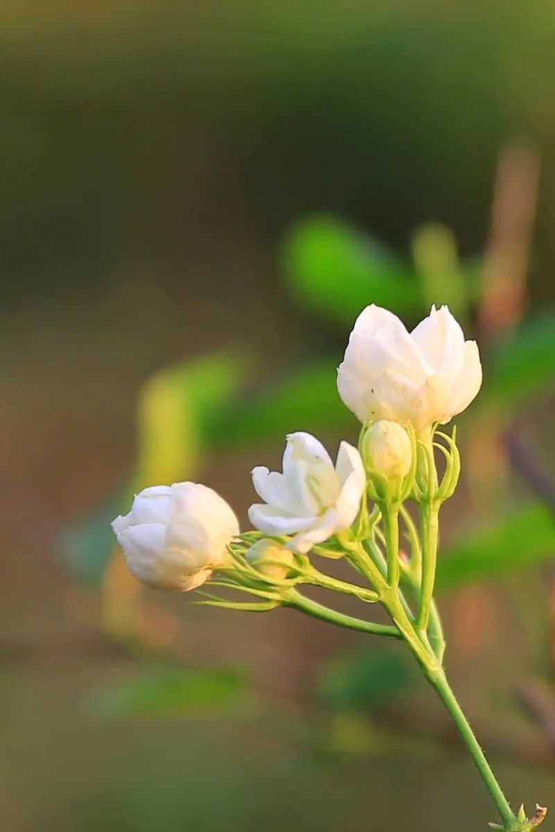 Hình nền hoa nhài tinh khôi nhất 2